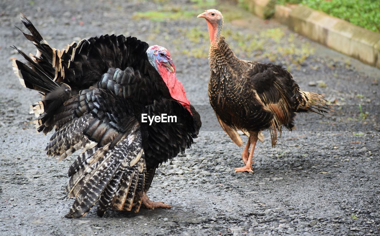 Flock of turkeys on land