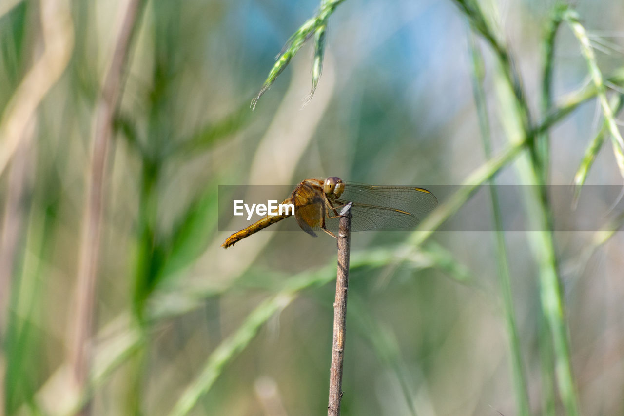 CLOSE UP OF DRAGONFLY