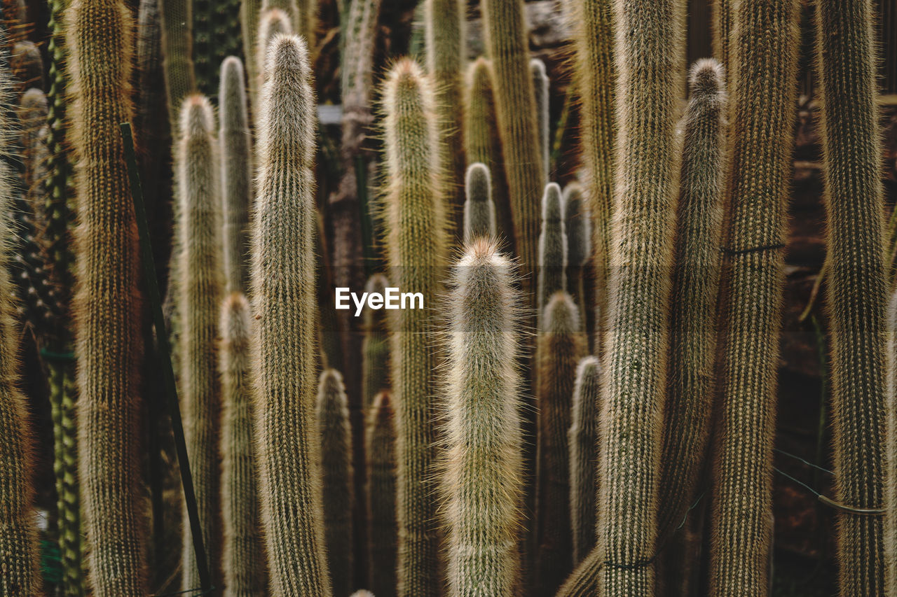 Full frame shot of cactuses