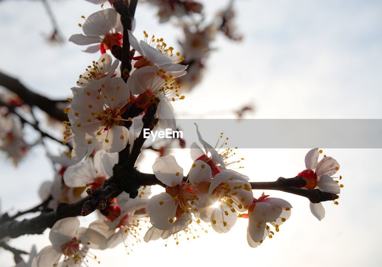 LOW ANGLE VIEW OF CHERRY BLOSSOM AGAINST TREE