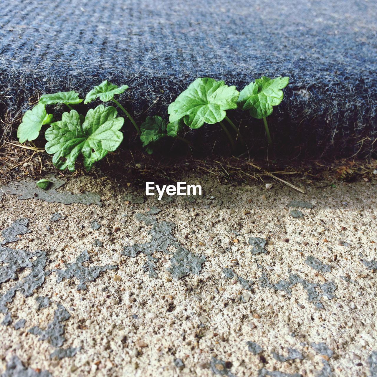 High angle view of plant growing outdoors