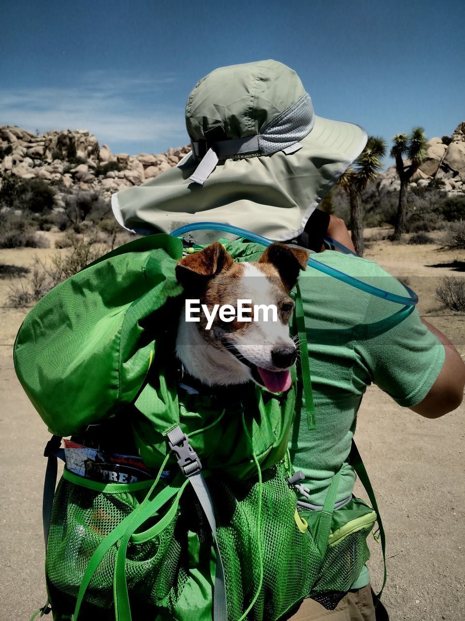 Rear view of man carrying jack russell terrier in backpack