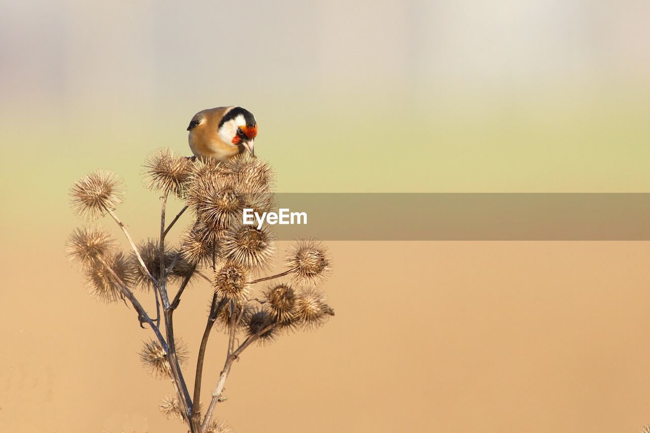 Gold finch perching on plant