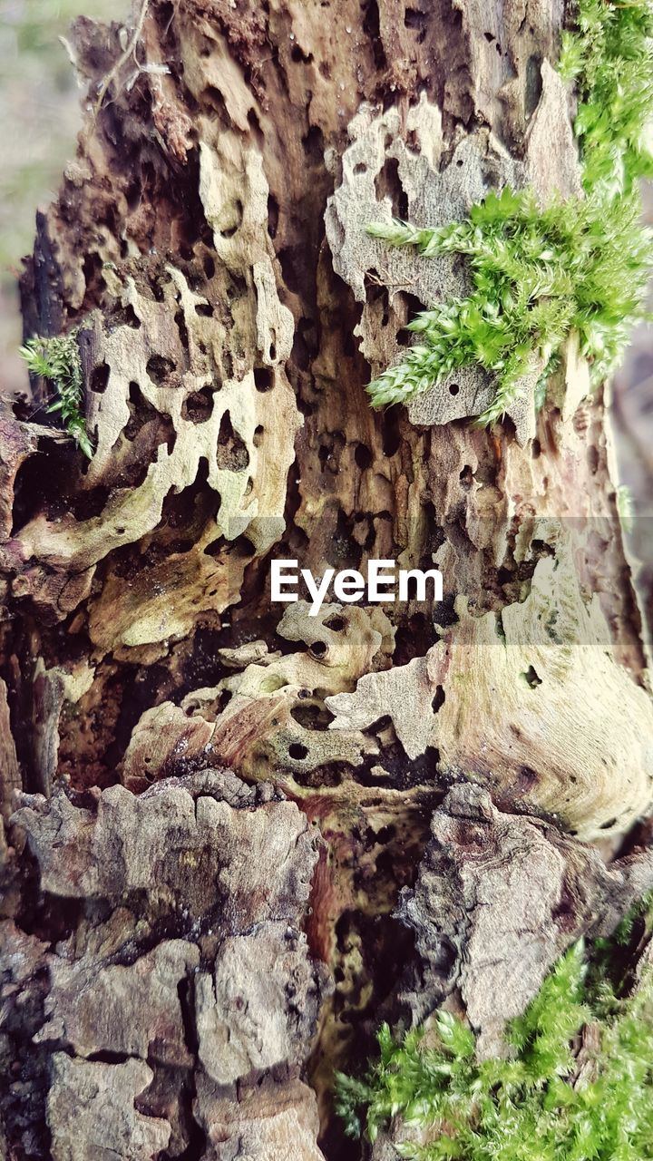 CLOSE-UP OF TREE TRUNK