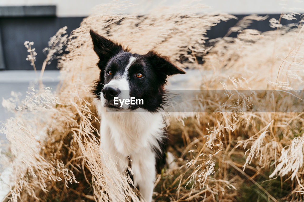 Border coolie dog standing among leaves