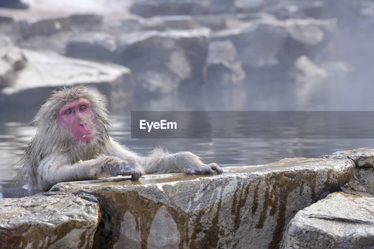 Portrait of a japanese snow monkey