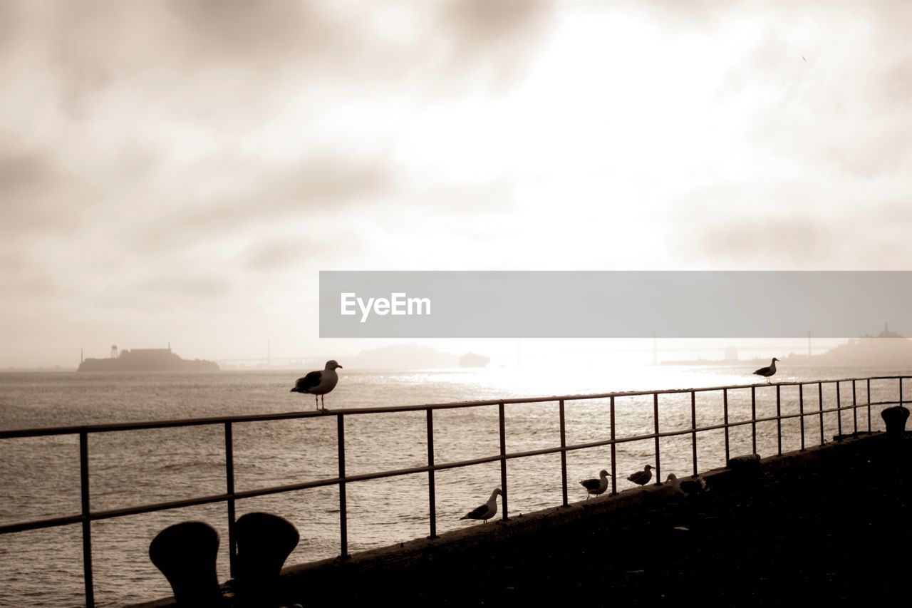 Silhouette birds perching on footpath by sea against sky