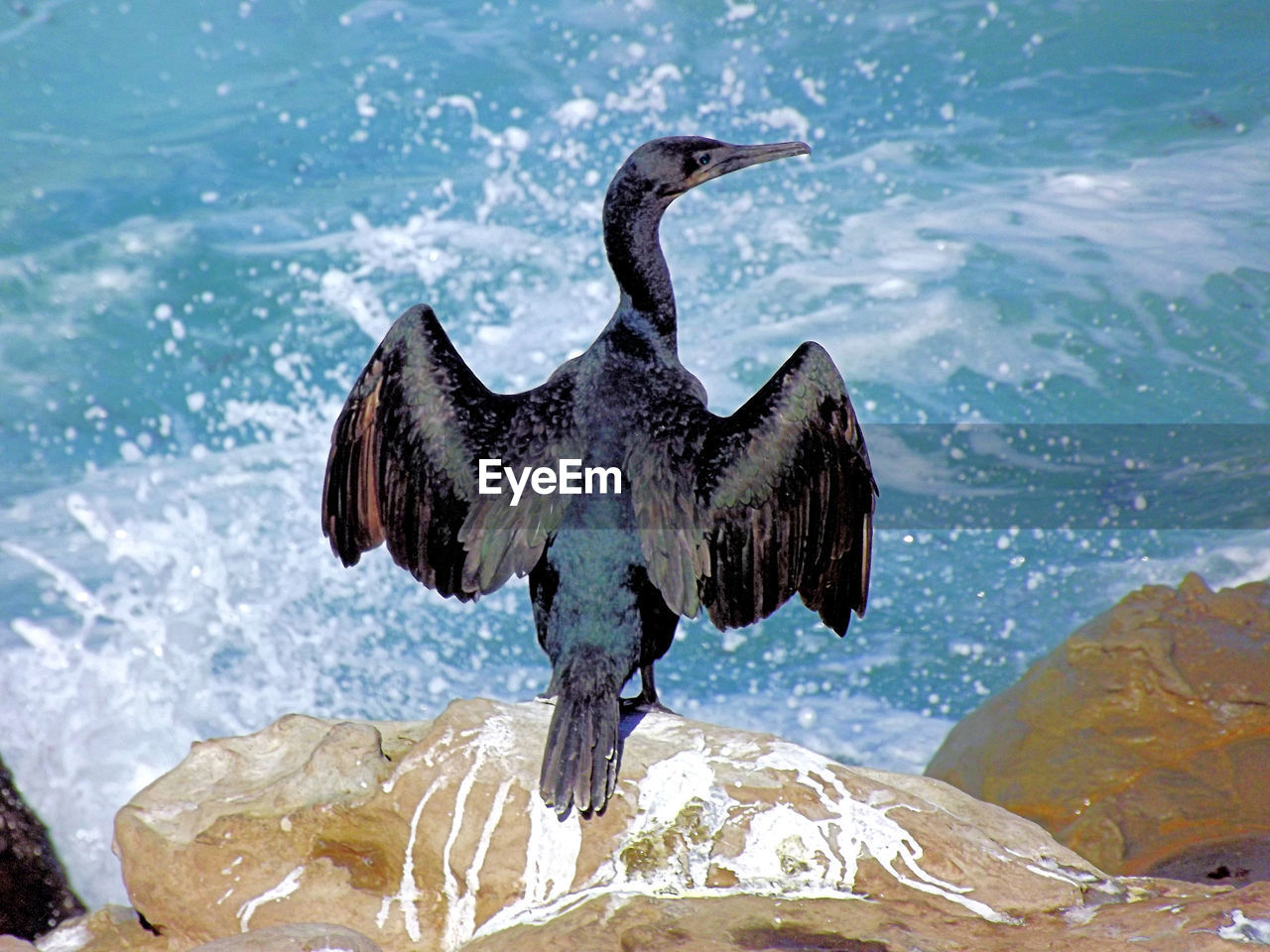 BIRD FLYING OVER ROCK