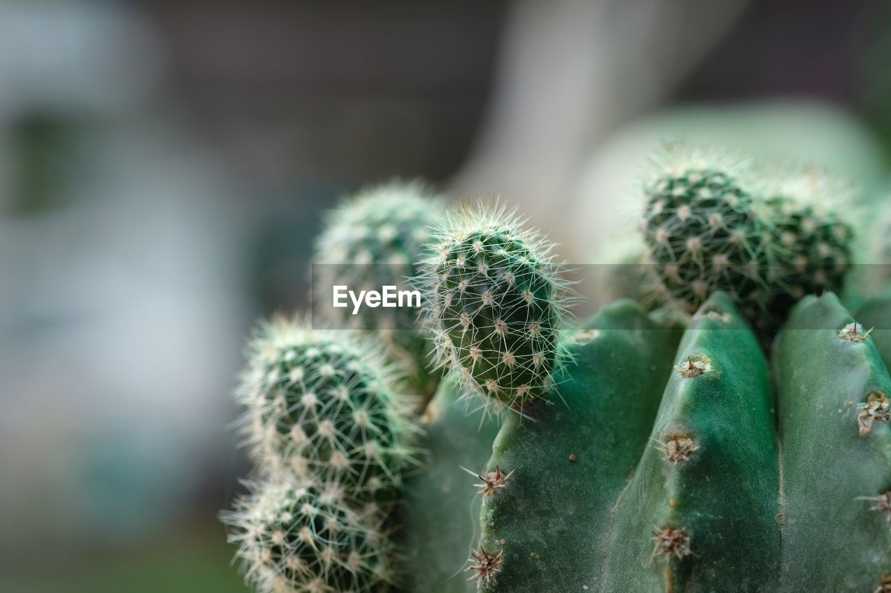 Close-up of cactus