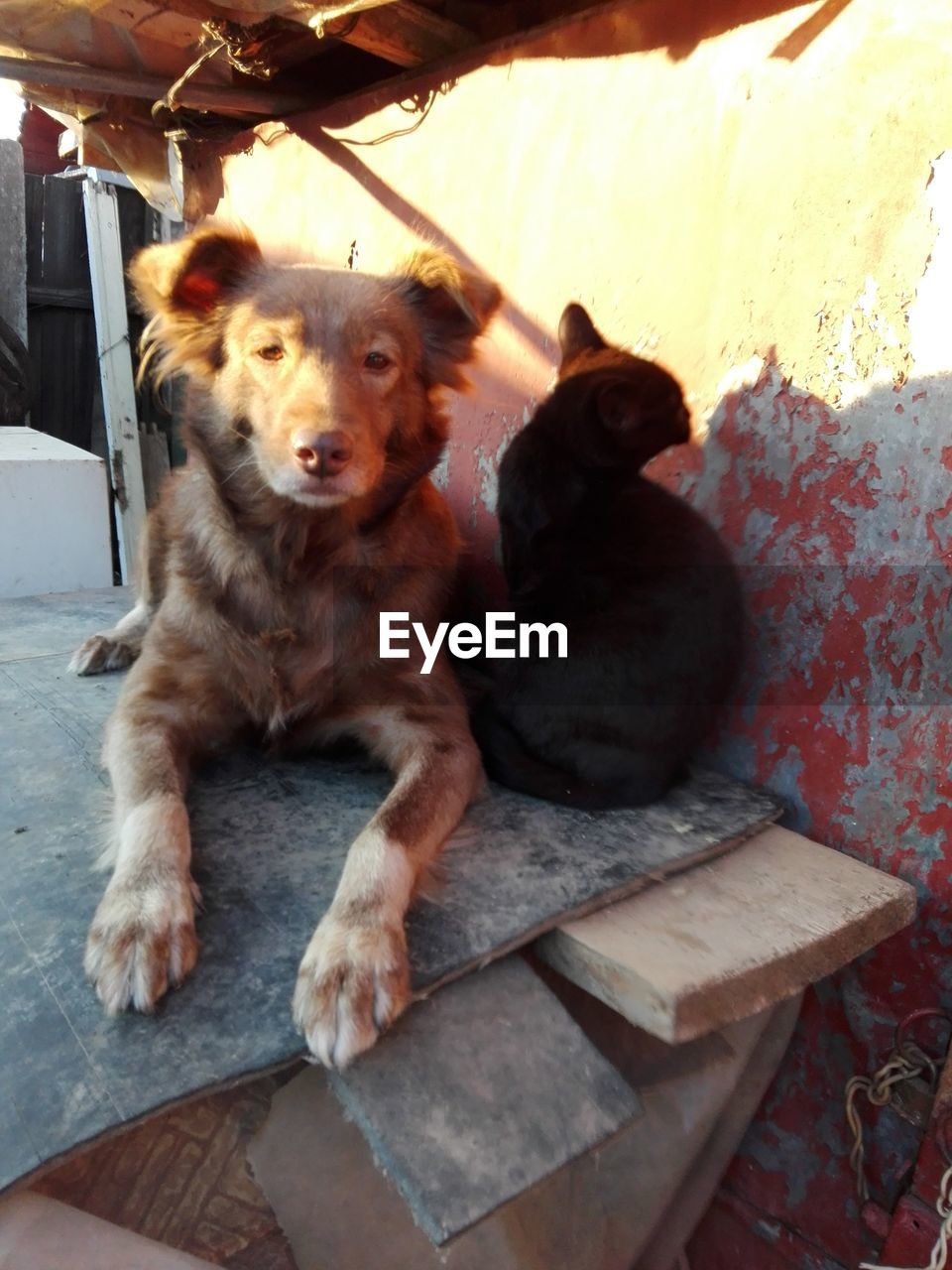 mammal, animal themes, animal, pet, domestic animals, one animal, canine, dog, relaxation, sitting, no people, indoors, looking at camera, portrait, day