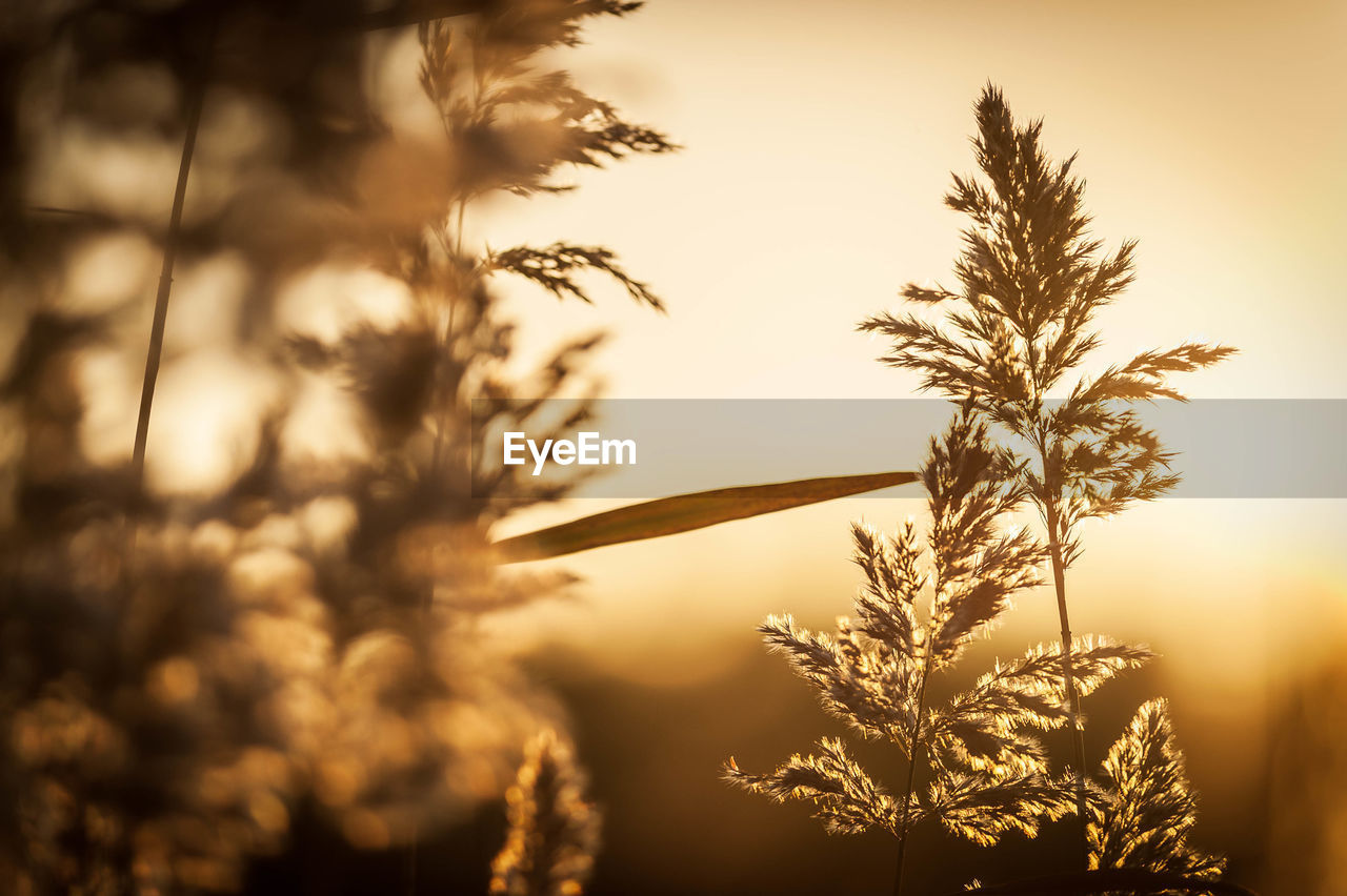 Close-up of silhouette plant against sunset sky