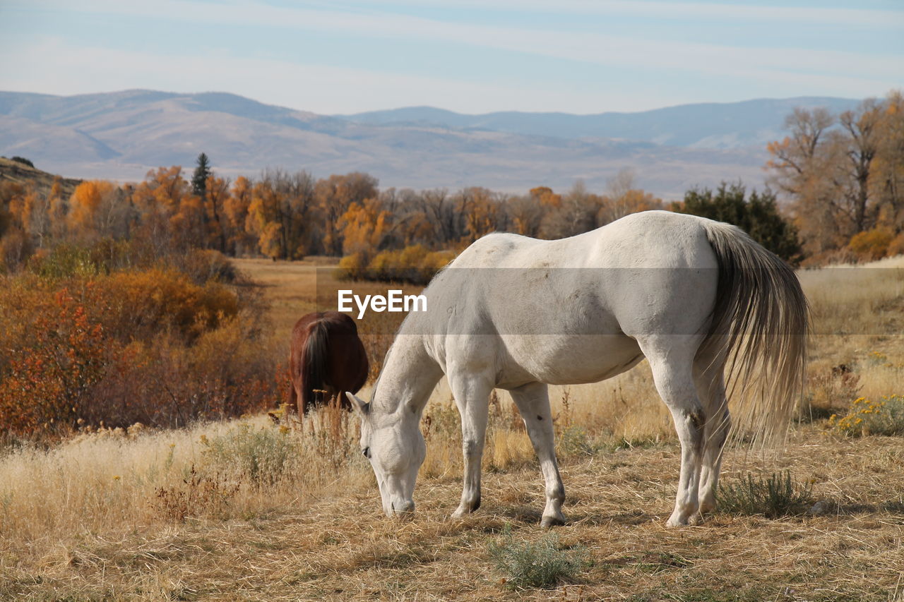 HORSE GRAZING IN FIELD