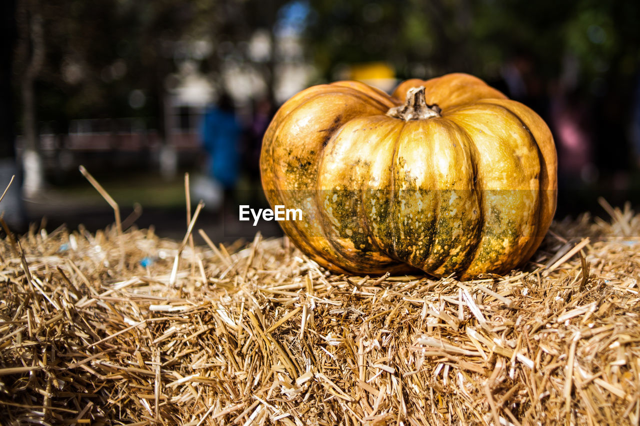 Orange pumpkin sitting in field. pumpkin in the hay. autumn. harvest.