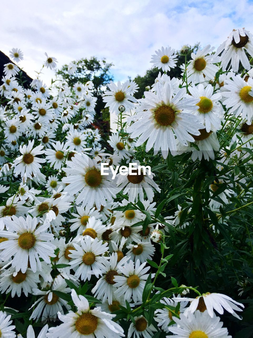 CLOSE-UP OF WHITE DAISY FLOWERS IN PARK