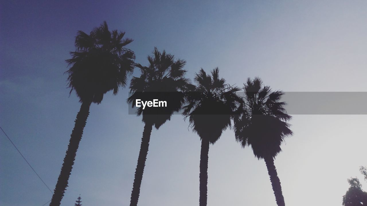 Low angle view of silhouette palm trees against sky