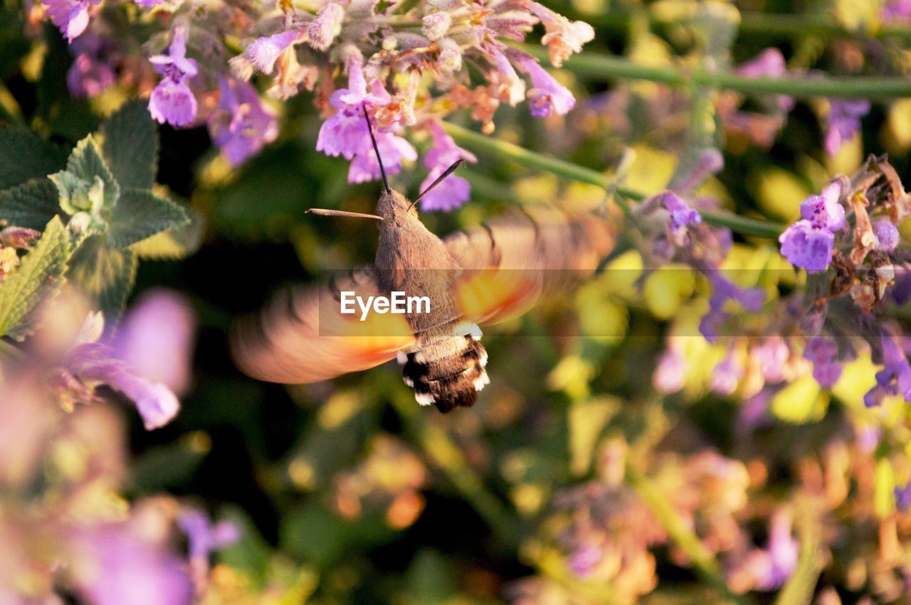 BEE POLLINATING ON PURPLE FLOWER