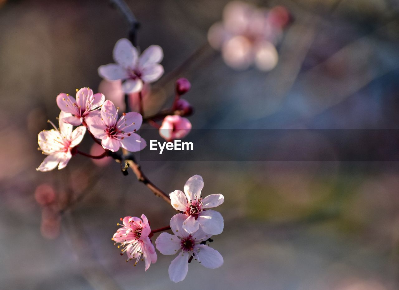 Blooming cherry tree in gdynia