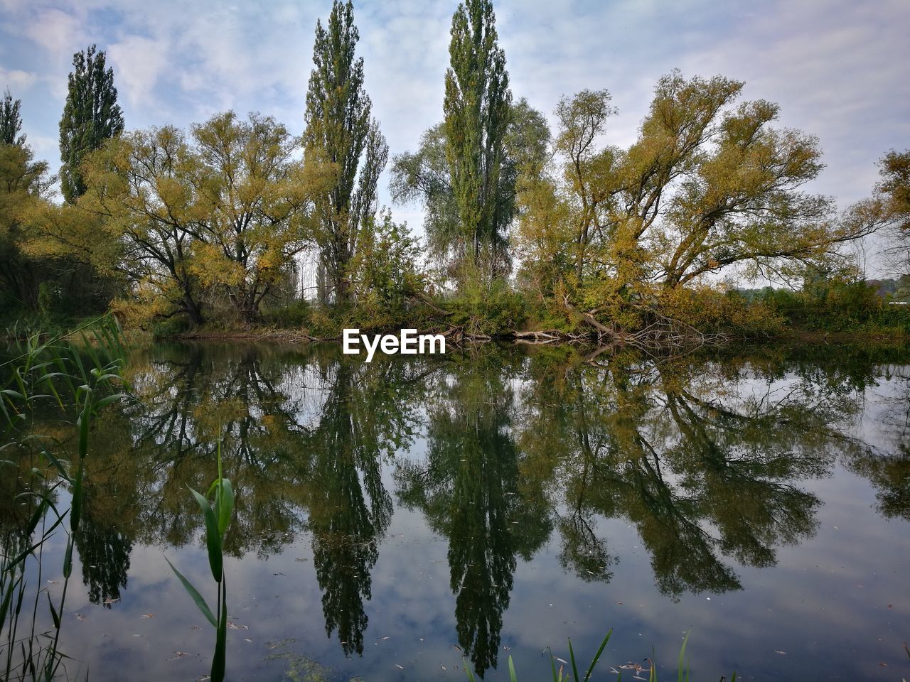 REFLECTION OF TREES IN LAKE