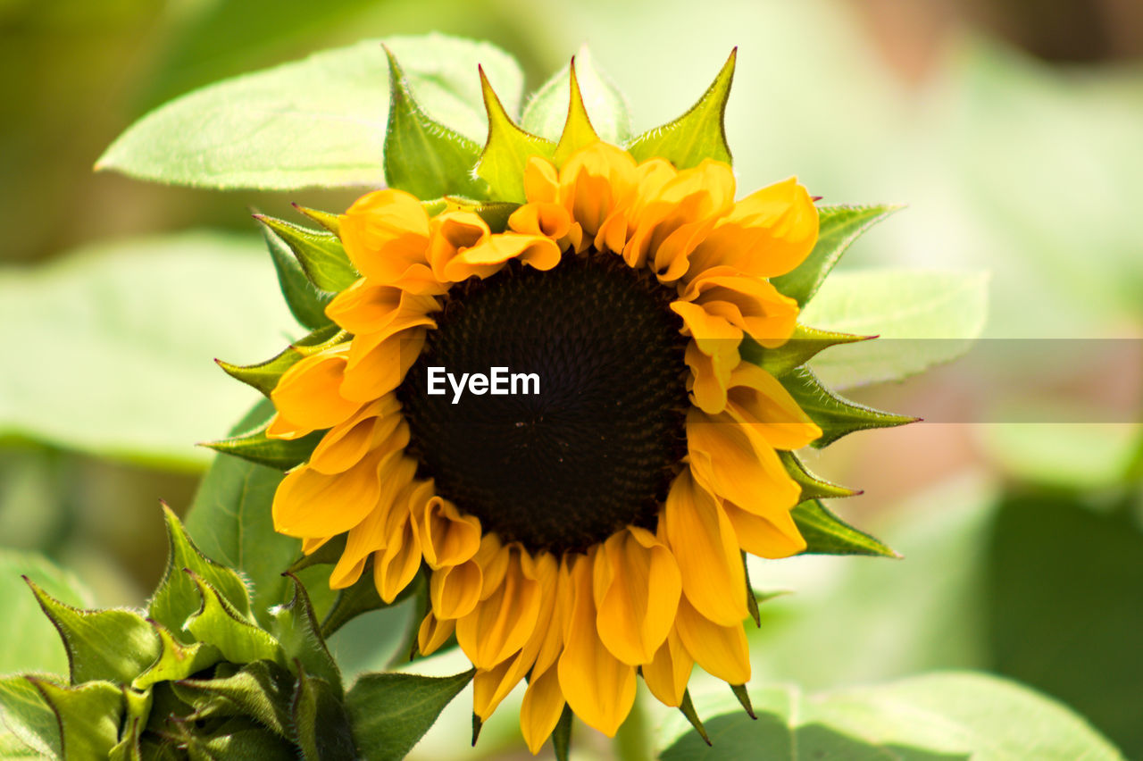 Close-up of sunflower