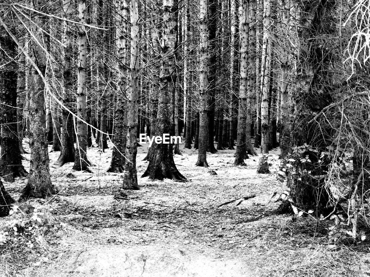 TREES ON FIELD