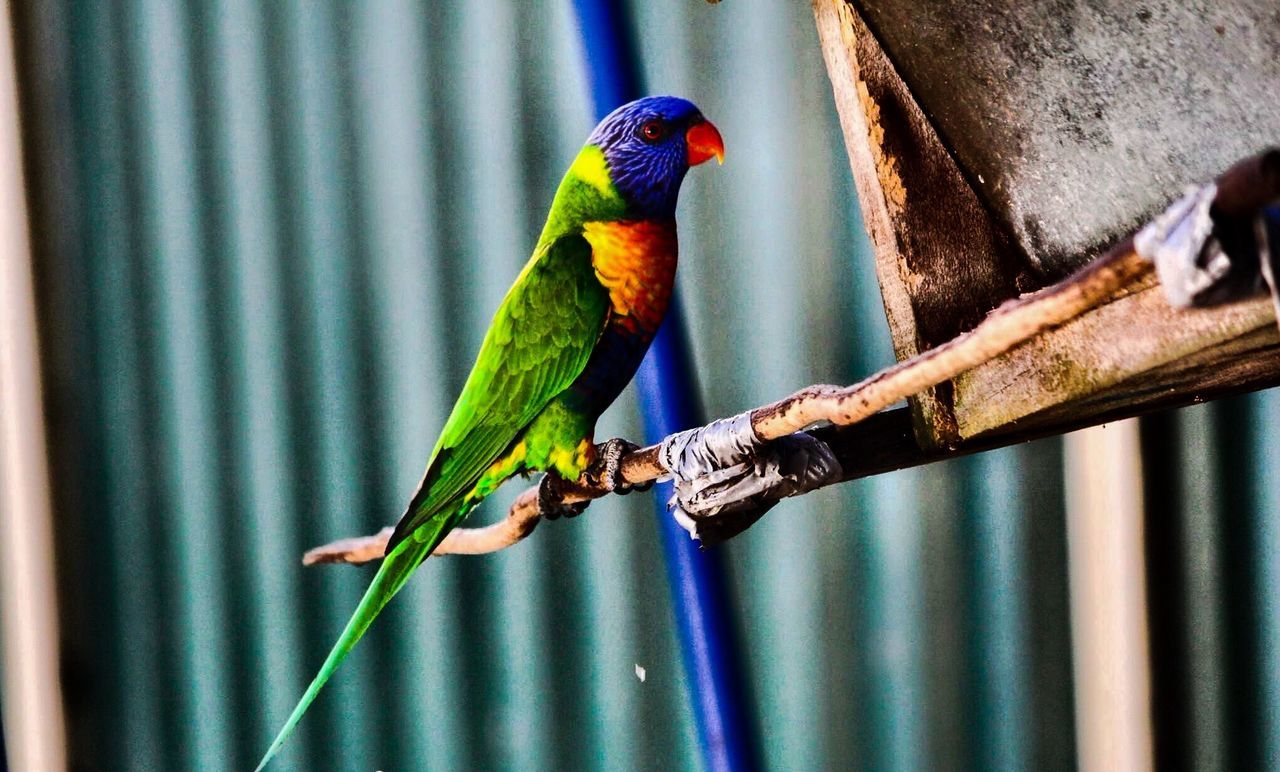 CLOSE-UP OF PARROT PERCHING ON WHITE BACKGROUND