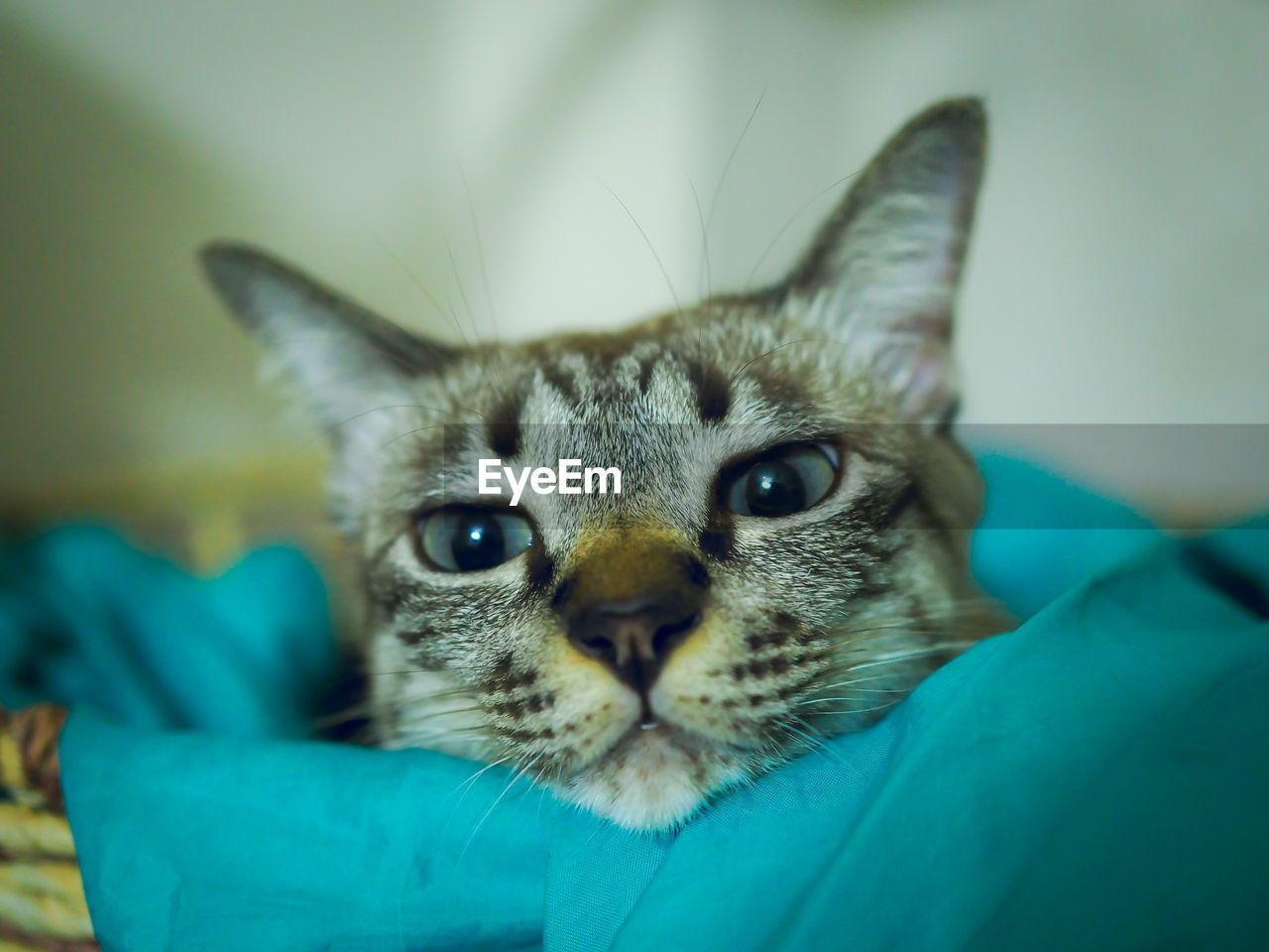 Close-up portrait of cat