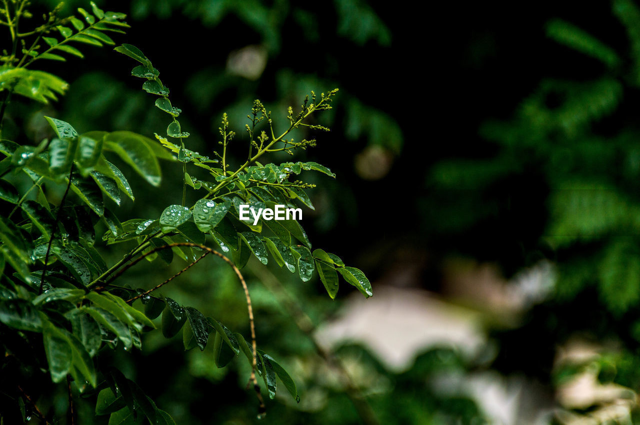 Close-up of wet plant