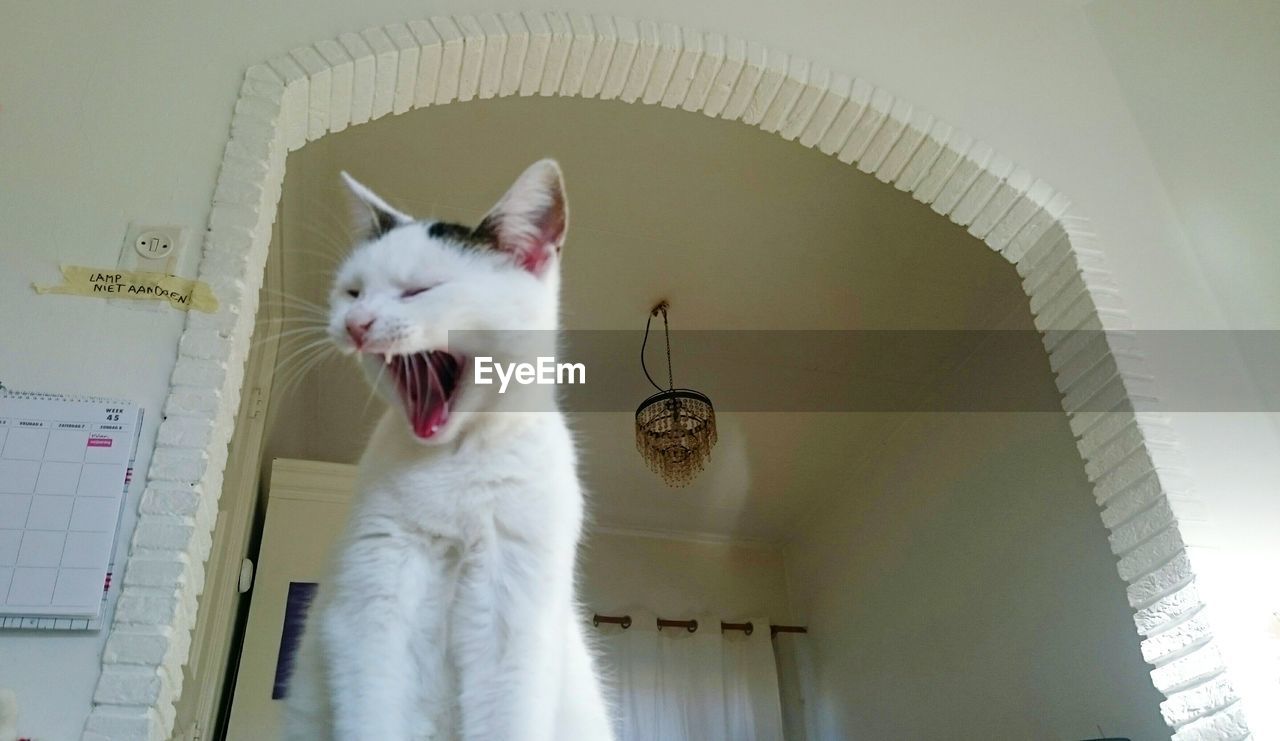 Low angle view of cat with mouth open sitting against entrance