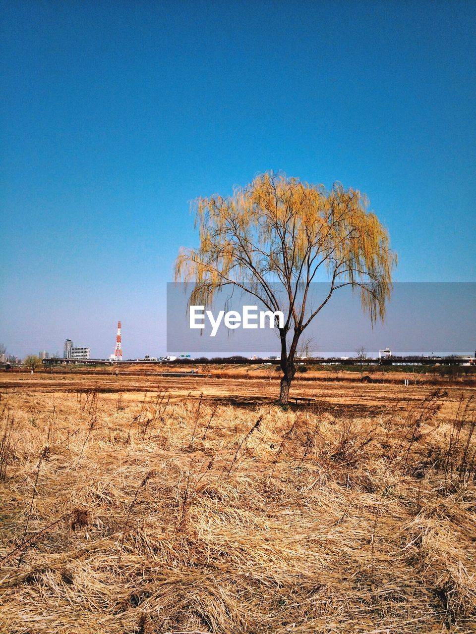 Landscape with lone tree against clear blue sky