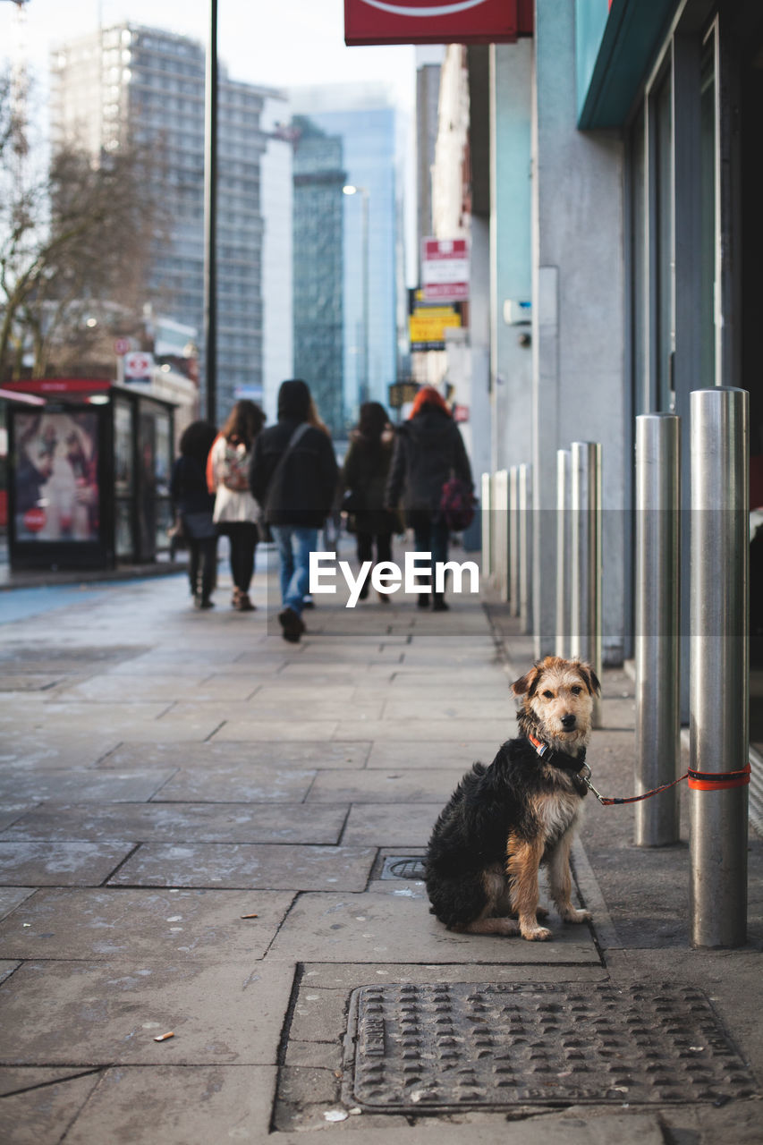 DOG LOOKING AT CAMERA