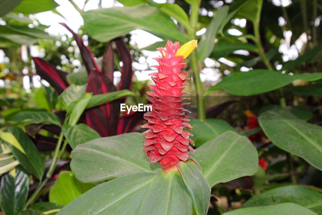 CLOSE-UP OF RED FLOWERS AGAINST BLURRED BACKGROUND