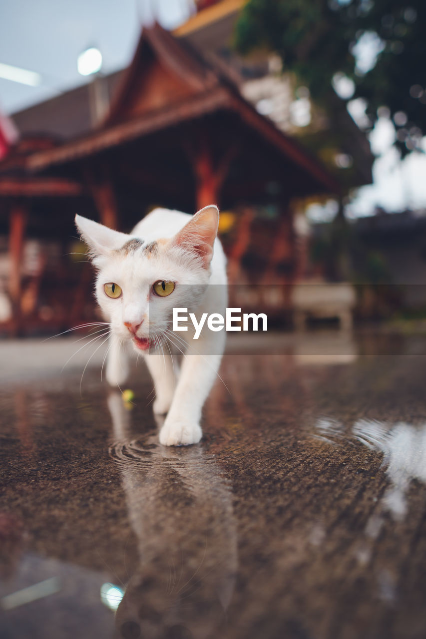 PORTRAIT OF WHITE CAT STANDING ON FLOOR