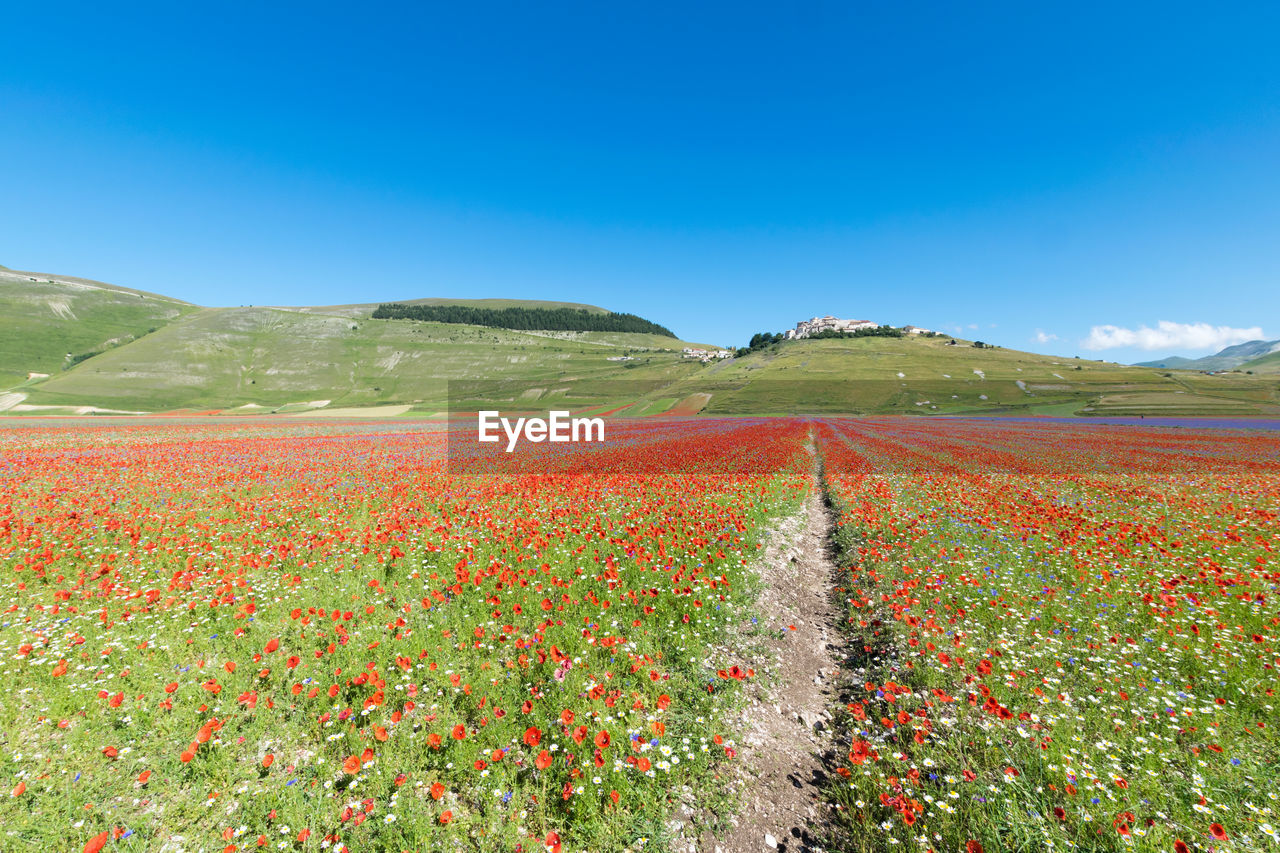 Scenic view of flowering plants on field against blue sky