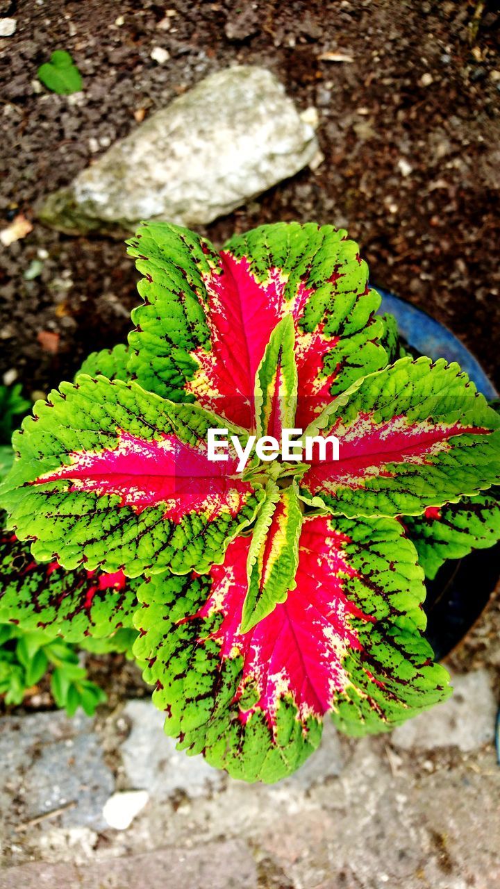 HIGH ANGLE VIEW OF RED LEAVES ON PLANT