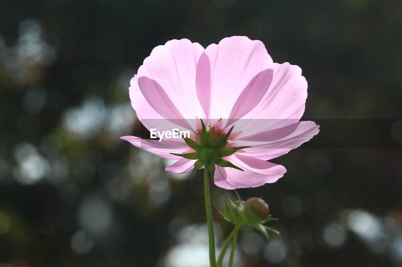 CLOSE-UP OF PINK ROSE FLOWER