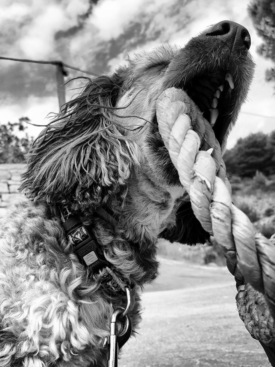 Close-up of peekapoo biting rope