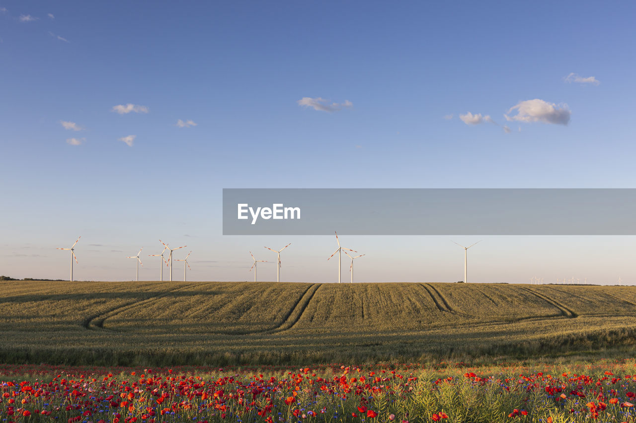 Countryside field in summer with wind turbines in background