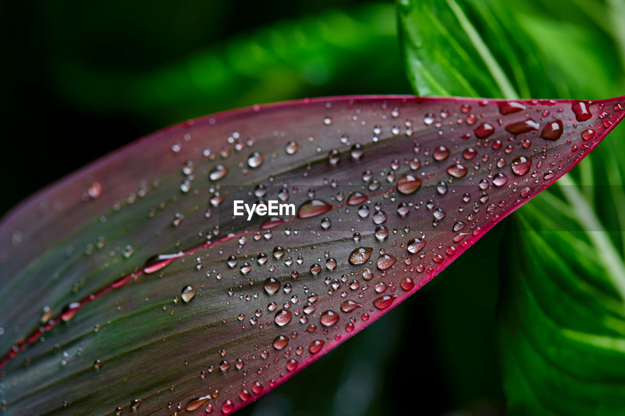 drop, water, wet, leaf, plant, nature, plant part, dew, close-up, macro photography, beauty in nature, moisture, green, flower, rain, petal, freshness, growth, no people, plant stem, raindrop, outdoors, fragility, flowering plant, red, focus on foreground, grass, purity, day, ti plant
