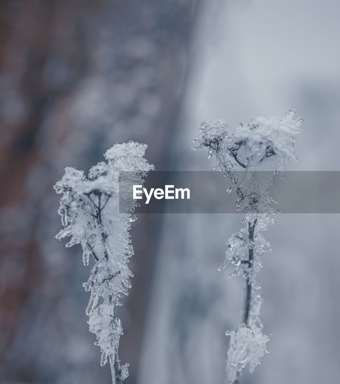 Close-up of frozen plant