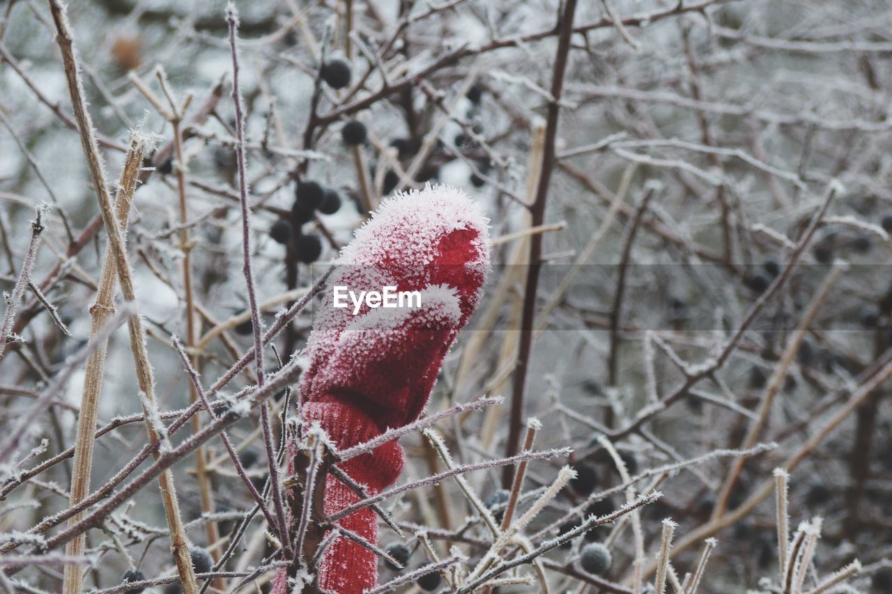 CLOSE-UP OF FROZEN PLANT ON TREE