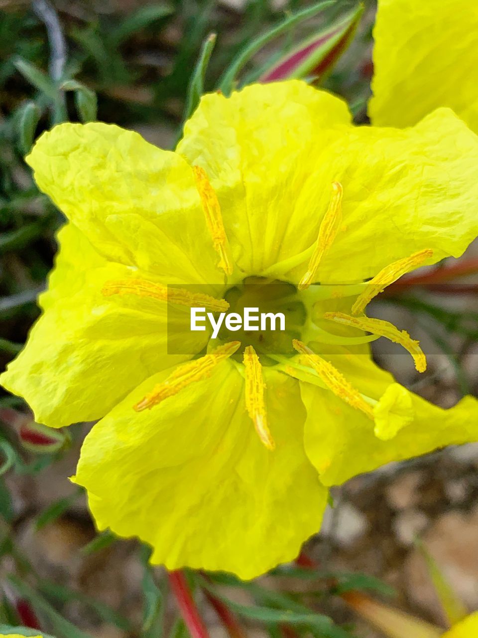 CLOSE-UP OF YELLOW ROSE PLANT