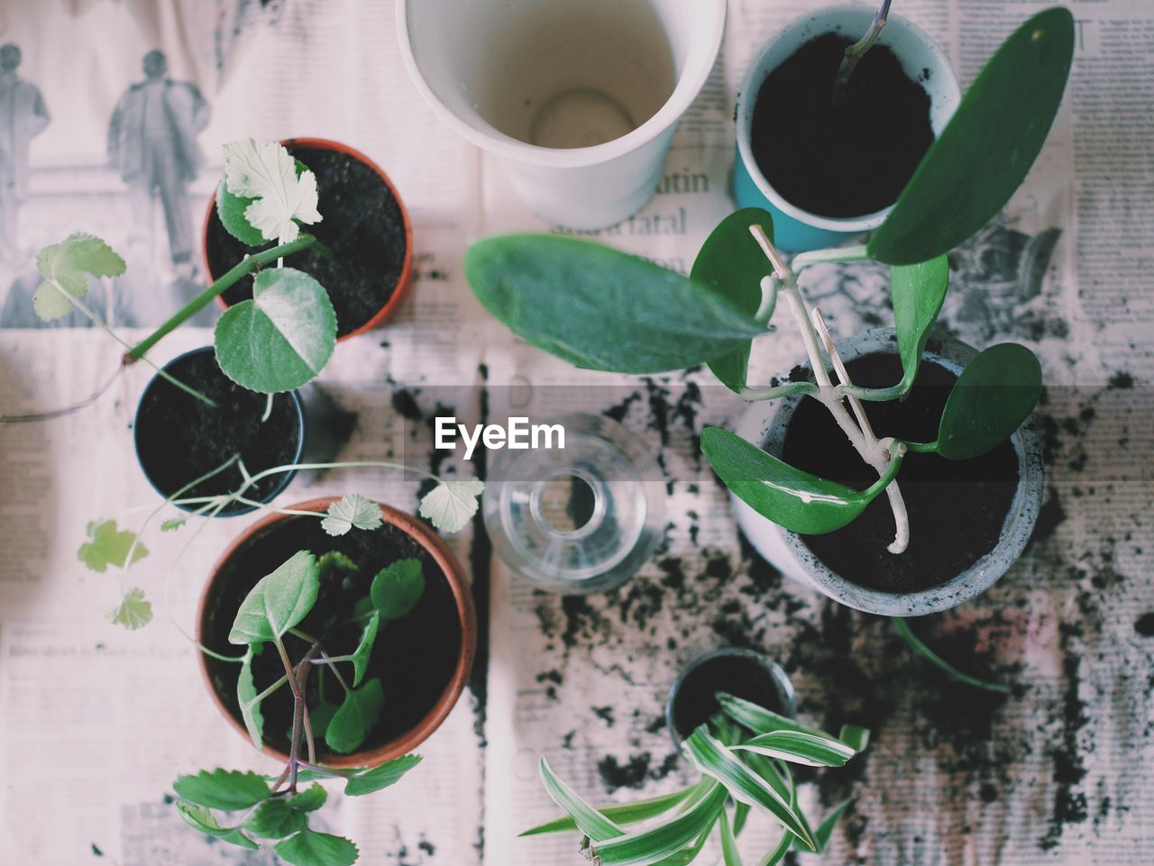 High angle view of potted plants on table