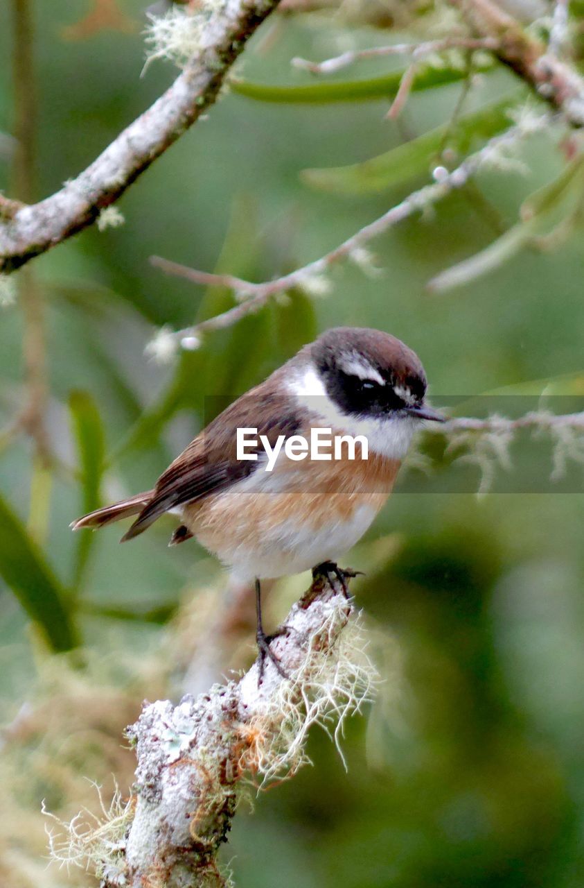 Close-up of bird perching on branch in winter