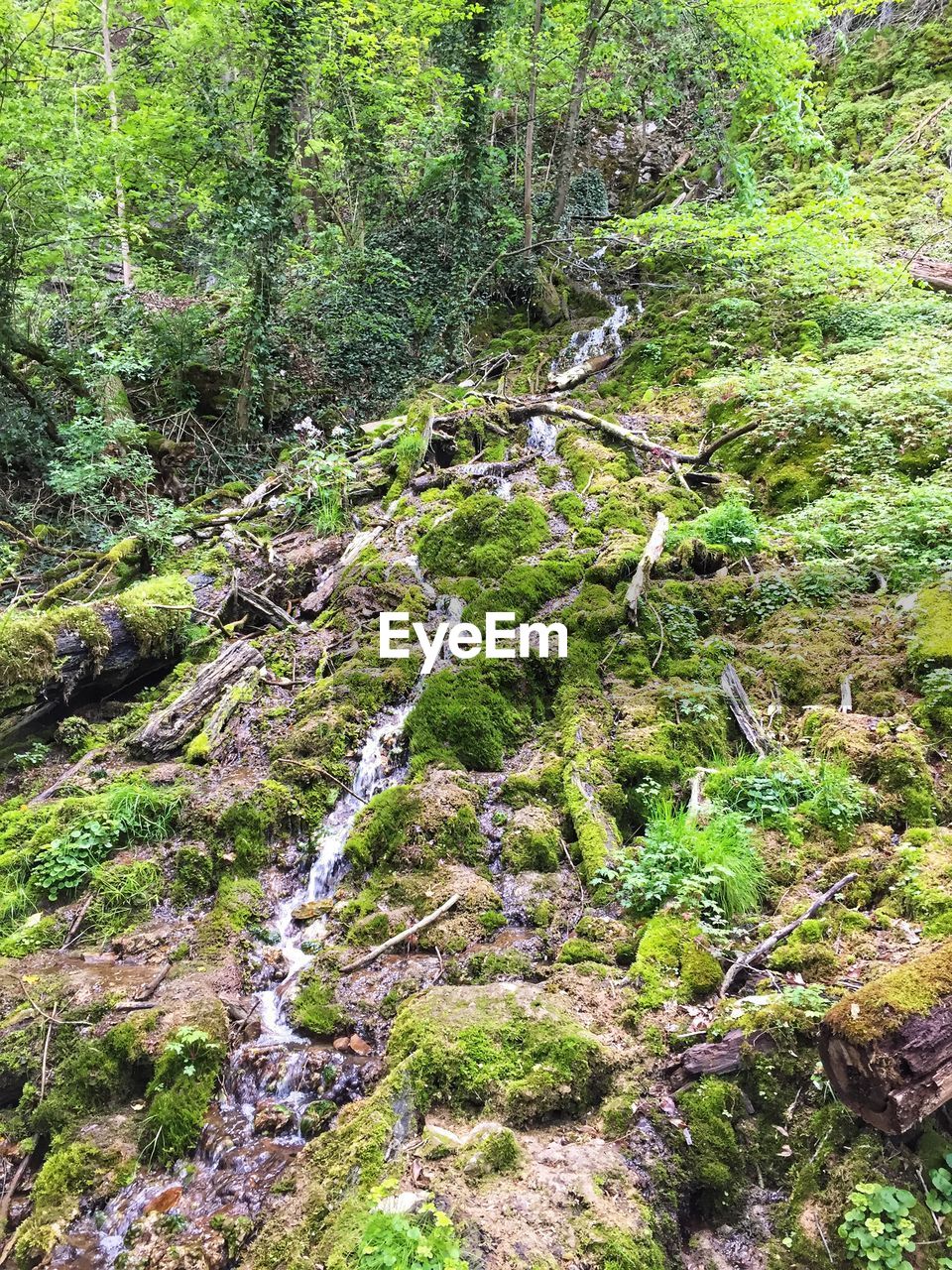 PLANTS GROWING IN STREAM