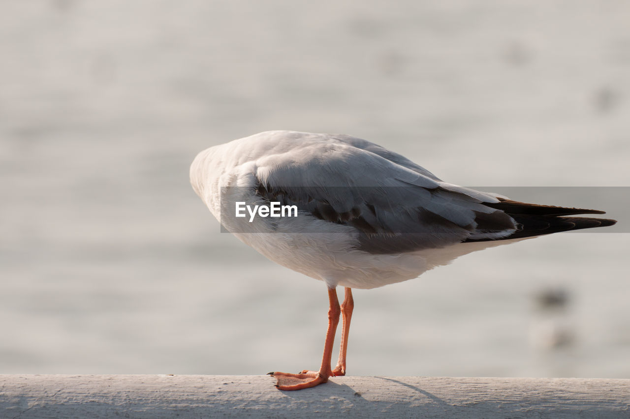 Close up of a seagull