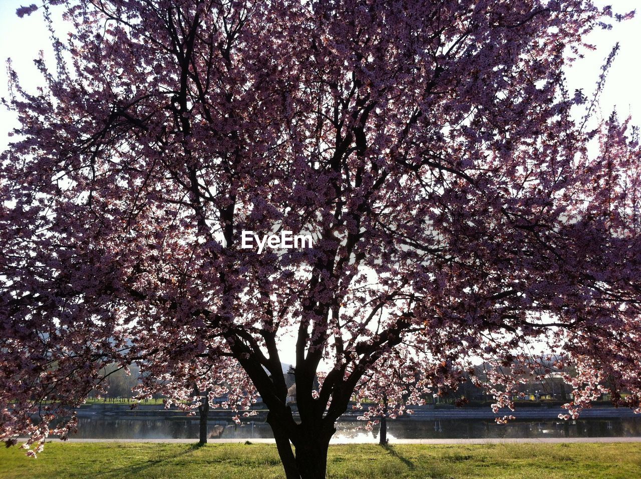 VIEW OF TREES IN PARK