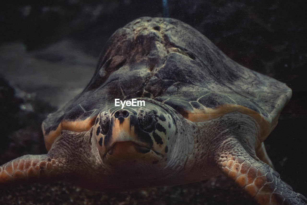 Close-up of turtle in sea