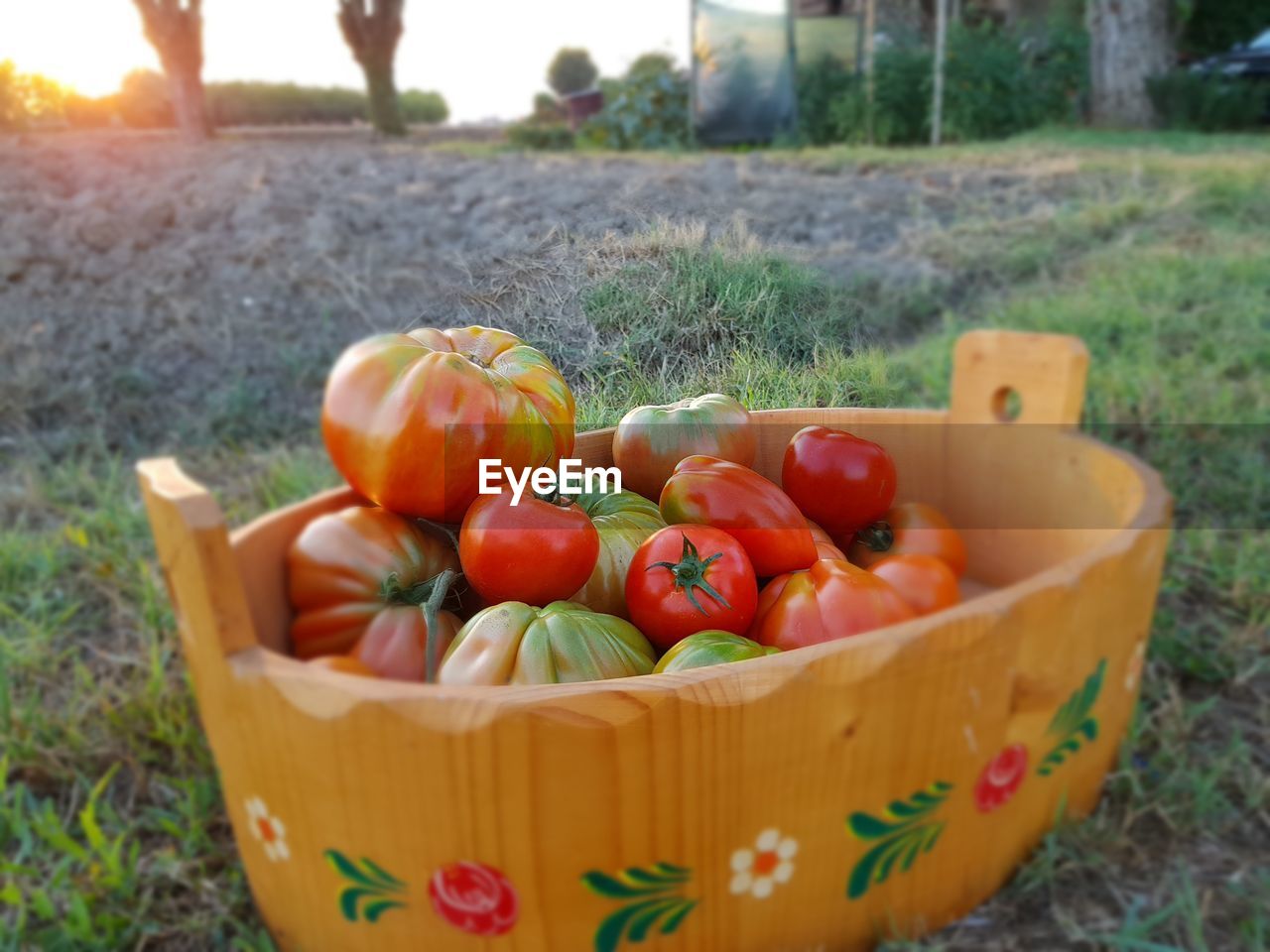 CLOSE-UP OF FRESH TOMATOES IN BASKET