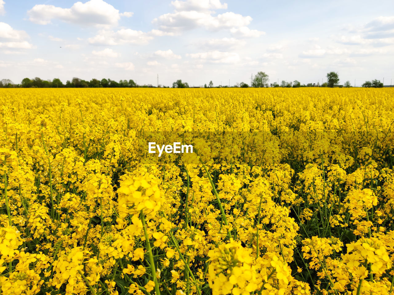 Scenic view of oilseed rape field against sky