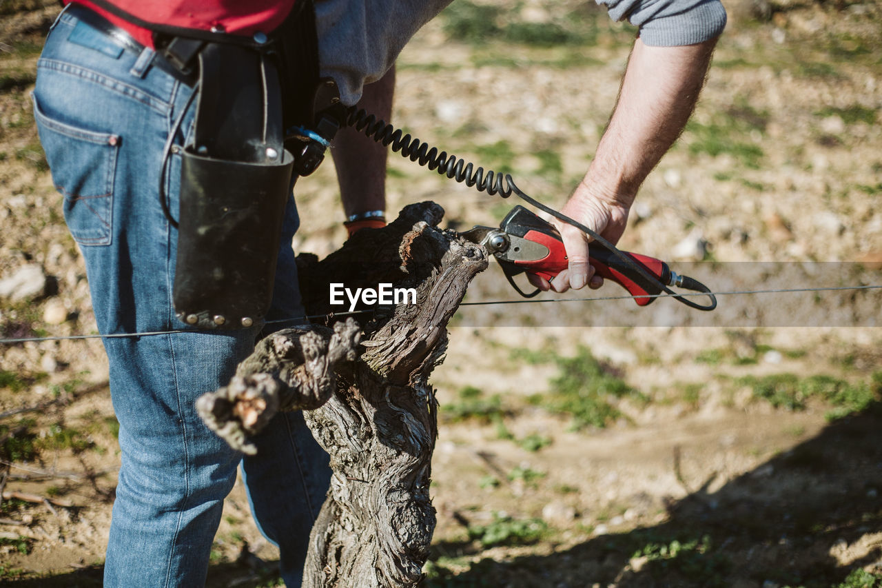 Low section of man pruning grapevine